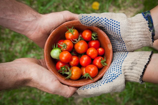 Understanding pH and Its Role in Soil Nutrition